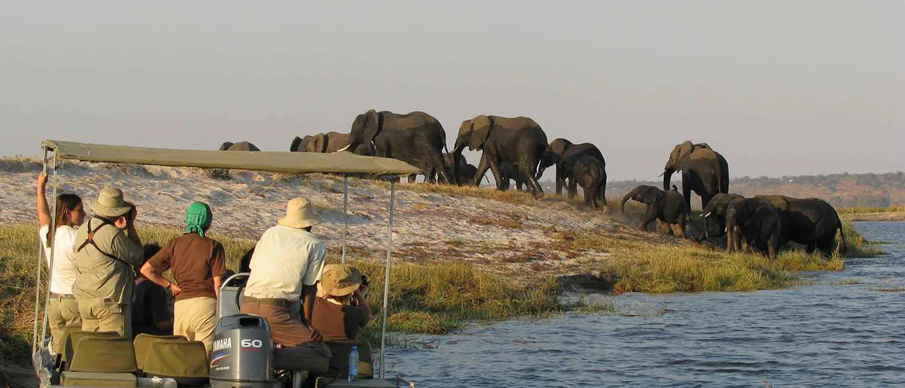 Se dyrelivet ved å dra ut på en privat safaribåt.