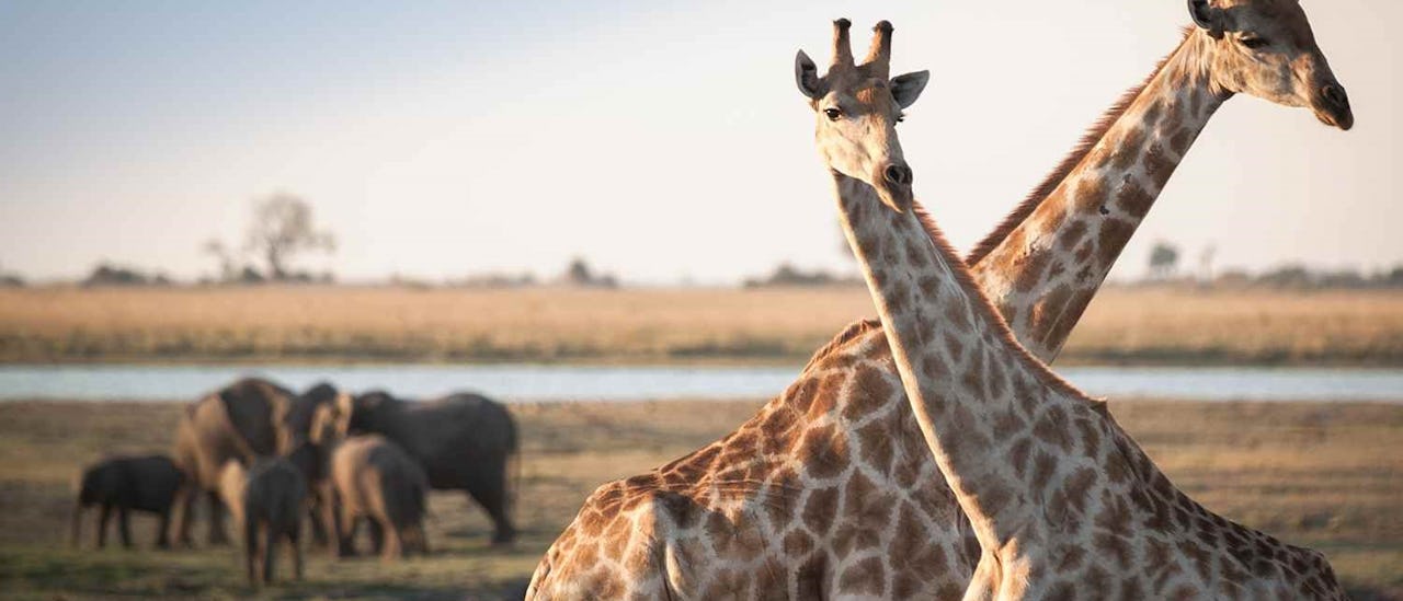 Opplev det utrolige dyrelivet rett utenfor balkongen din.