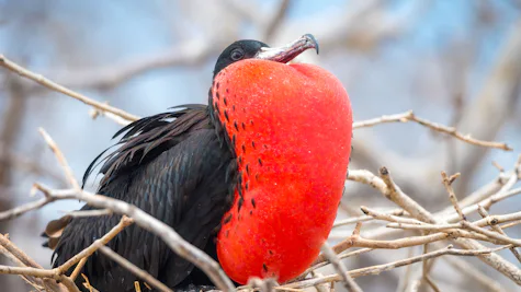 North Seymour Island, Galápagos, Ecuador