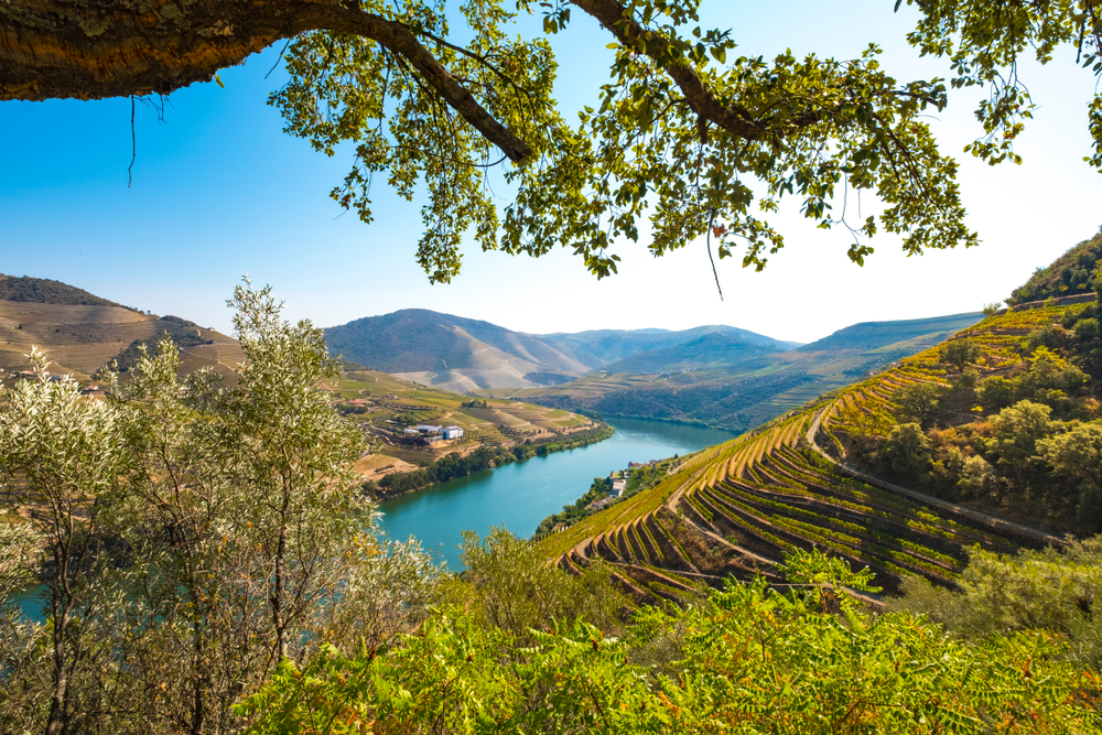 Viking Helgrim, Douro