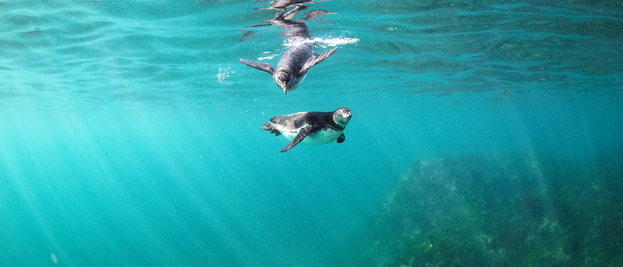 Snorkling med pingviner er som et eventyr.