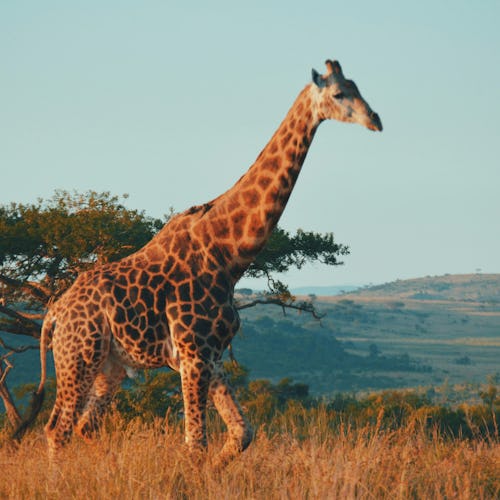 Eksperter på alle typer cruise