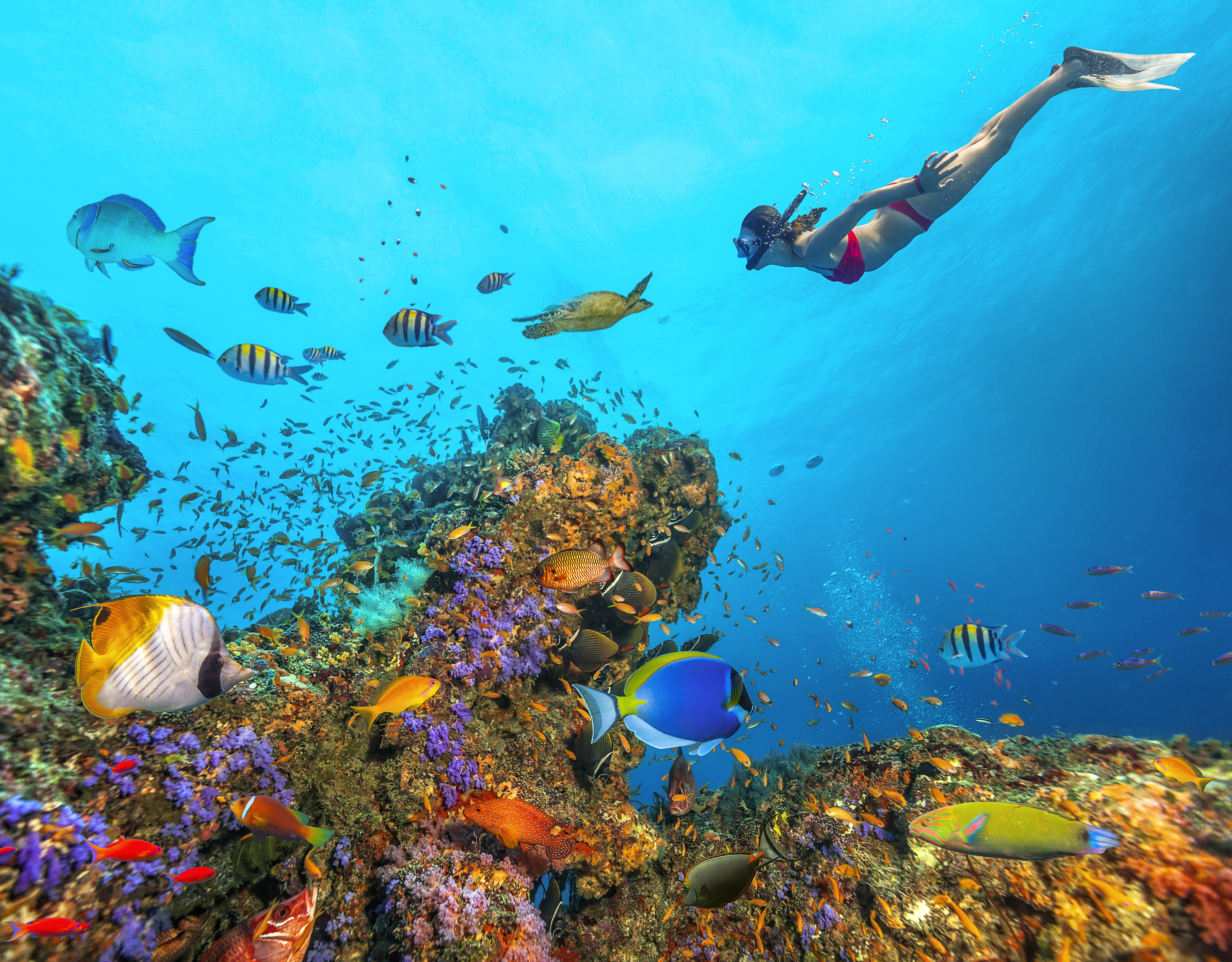 Book cruise med MSC Cruises nå!