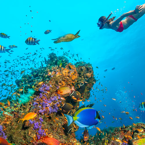 Book cruise med MSC Cruises nå!