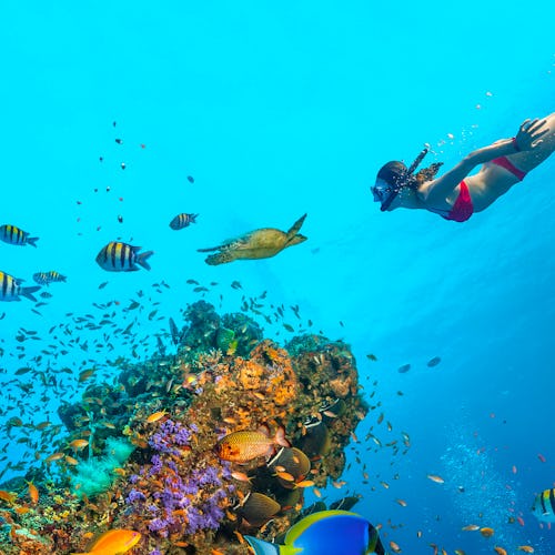 Les mer om familiecruise